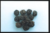 black pepper not ground fresh